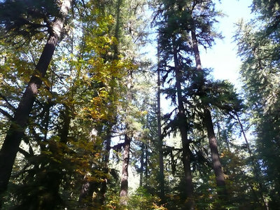 Fall Creek Trees Oct.22, 2011