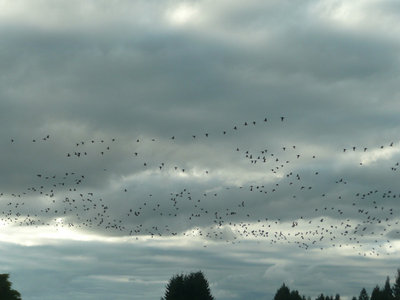 P1130350_副本.jpg (79.91 KiB) Viewed 34550 times Sky...Oct.22, 2011