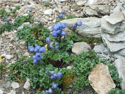 Wild Tibetan Flower 2007